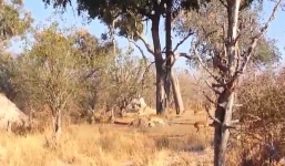 Báo hoa lao từ trên cây xuống chộp con mồi nhanh như tên bắn