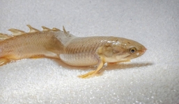 Kỳ lạ, loài cá khủng long biết đi bộ trên cạn, sống trong không khí tới 8 tháng