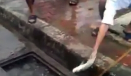 Sửng sốt với màn bắt cá dưới hố ga 'siêu đẳng' ngay trên phố Hà Nội
