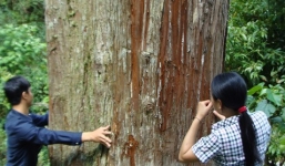 “Cây ướp xác” khổng lồ trên Tây Côn Lĩnh biến mất thế nào?