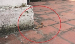 Chuyện lạ: Rắn vàng chui lên từ sân gạch của chùa tại Nam Định