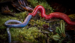 Video: Đỉa khổng lồ nuốt trọn giun đất như ăn mì Ý