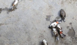 Chào mào cảnh đồng loạt lăn ra chết khi ăn táo