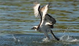 Xem đẳng cấp săn mồi siêu cao thủ của chim Ó biển