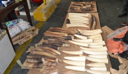 Phát hiện 59 chiếc ngà voi trị giá 2,4 tỷ tại sân bay Tân Sơn Nhất