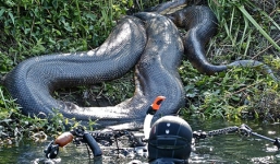 Những loài vật khổng lồ đáng sợ trên thế giới