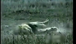 Giây phút cuối đời của con sư tử già