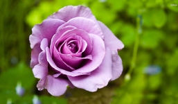 Tử vi ngày 29/9/2014 theo cung hoàng đạo