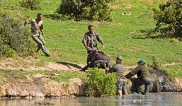 Liều mạng đối đầu voi mẹ để cứu voi con