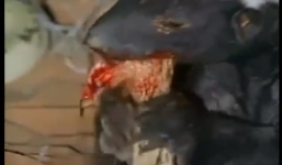 Xem chồn mật săn rắn hổ mang bành cực 'đỉnh'