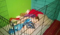 Bé 10 tuổi phải ngủ trong cũi chó vì động kinh