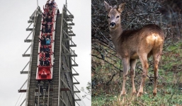 Hành khách kinh hãi chứng kiến tàu siêu tốc đâm đứt đầu con nai