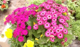 Tử vi ngày 30/9/2014 theo cung hoàng đạo