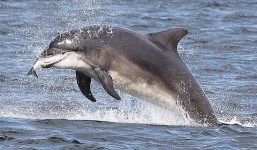 Thủ đoạn săn mồi cực thông minh của cá heo