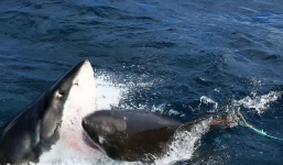 Video: Cá mập trắng cắn ngập răng xé xác đồng loại