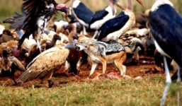 Chó rừng tranh mồi bị kền kền đánh gãy lưng