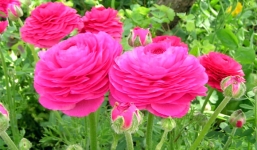 Tử vi ngày 1/10/2014 theo cung hoàng đạo