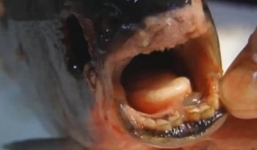 Hình ảnh “cá răng người” bắt được ở Nga