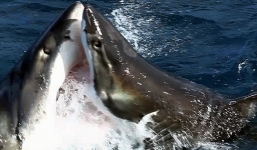 Xem cá mập trắng xé xác đồng loại 