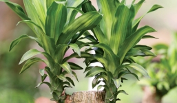 Cách khử khí độc trong nhà hiệu quả