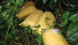 Kinh hoàng chà bông bẩn được sản xuất từ thịt gà thối