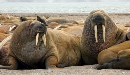 Hàng nghìn con hải mã chạy nạn vì băng tan ở Bắc Cực