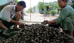 Thương lái Trung Quốc tiếp tục thu mua ốc biêu vàng