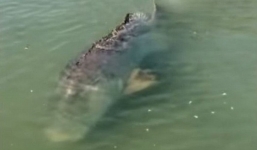 Cá mú khổng lồ nặng 400kg, dài hơn 2m