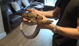 Hoảng loạn phát hiện trăn khủng trốn trong tủ bếp