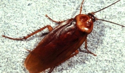 Mẹo đơn giản đuổi kiến, gián ra khỏi nhà