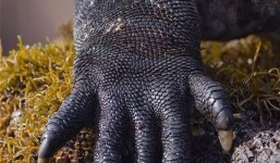 Cận cảnh quái vật thời tiền sử vẫn còn tồn tại duy nhất ở một hòn đảo