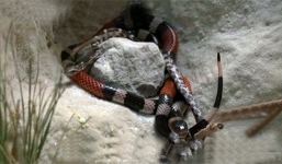 Xem rắn san hô cực độc xẻ thịt rắn chuột trong tích tắc