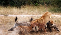 Linh cẩu cướp mồi bị sư tử đánh tơi bời