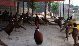 Những 9x trở thành tỷ phú nông dân trẻ