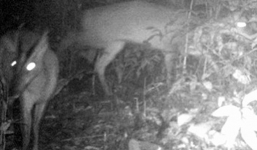 Phát hiện động vật tưởng đã tuyệt chủng 85 năm