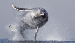 Cá voi lưng gù khổng lồ 40 tấn tung mình trên không trung