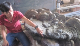 Đổ xô đi xem cây nấm linh chi nặng 220kg có hình thù cóc ngồi thè lưỡi