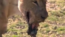 Sư tử hấp hối vì bị hà mã ngoạm mất nửa mặt