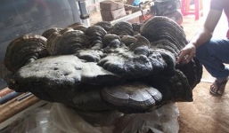 Cận cảnh cây nấm linh chi nặng hơn 2 tạ, được trả giá tiền tỷ