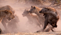 Cả gan vuốt râu sư tử, linh cẩu bị xé rách vai