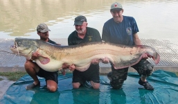 'Thủy quái' cá nheo nặng 100kg bị cụ ông 68 tuổi tóm gọn