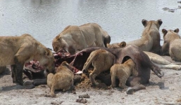 Đàn sư tử đói xả thịt voi rừng châu Phi