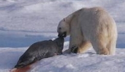 Xem gấu Bắc cực săn hải cẩu biển ngoạn mục