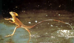 Xem khả năng chạy như bay trên mặt nước của loài thằn lằn
