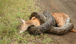 Xem trăn đá châu Phi săn mồi đáng sợ