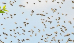 Bị 800.000 con ong tấn công, 5 người thương vong