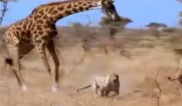 Clip cực hiếm: Hươu cao cổ dẫm chết sư tử báo thù cho con