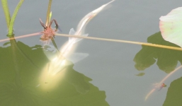 Nghệ An: Xôn xao cá lạ chỉ bơi ngửa giữa giếng cổ Tiên Hồ