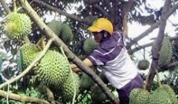 Ồ ạt mua sầu riêng non, thương lái Trung Quốc 'ủ mưu' gì?