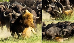 Sư tử hung dữ bị đàn trâu rừng quần tới chết để trả thù